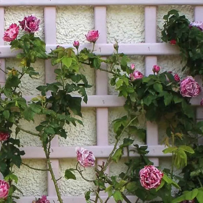 Mercia Protek Royal Exterior 5L - Rose Pink